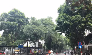 Người dân vùng hoa sữa dày đặc ở Cầu Giấy từng đề nghị thay cây