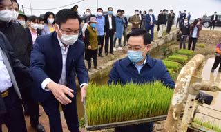 Bí thư Vương Đình Huệ xuống đồng cấy lúa cùng nông dân