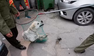 Đề phòng bệnh dại, Hà Nội muốn lập thêm đội bắt chó thả rông