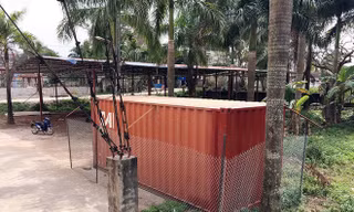 2 cây sưa sau khi chặt hạ thu được 31 khúc gỗ với đường kính lớn nhỏ khác nhau, được đưa toàn bộ vào chiếc container khóa chặt được rào kín bằng dây thép trước sân nhà văn hóa thôn. Ảnh: Laodong