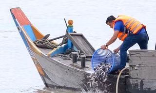 Thả 200.000 cá giống tái tạo nguồn lợi thủy sản