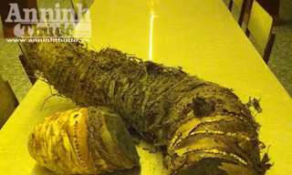 Củ khoai môn nặng hơn 16kg ở Tam Đảo
