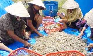 Thu hoạch tôm nuôi theo mô hình công nghiệp ở miền Tây. Ảnh: Ái Nam