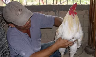 Nuôi gà đá, thu tiền tỷ ở miền Tây