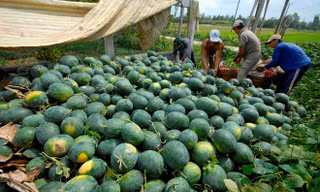 Giá dưa hấu tăng trở lại