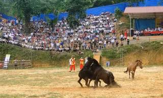 Cận cảnh hai chú ngựa tung đá hậu... 'đánh ghen'