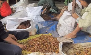 Một cơ sở thu gom hạt mây để bán cho Trung Quốc tại huyện Phước Sơn.