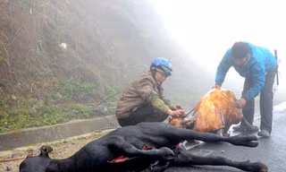 Trâu bò chết rét hàng loạt ở Sapa