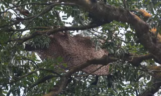 Một phụ nữ bị ong ở Công viên Quốc gia Ang Mo Kio Garden West đốt nghiêm trọng. Ảnh: Shin Min Daily News