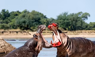 Cuộc chiến giành lãnh thổ của hai con hà mã ở Zambia. Ảnh: Joseph Witkowski/Caters News. 