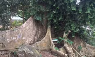 Kỳ lạ cổ thụ hàng trăm tuổi bên dấu chân hổ giữa làng