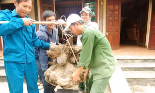 Phải 4 người nâng mới đưa được củ khoai vạc rồng “khủng” này lên cân.