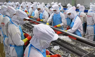 Đói tôm nguyên liệu