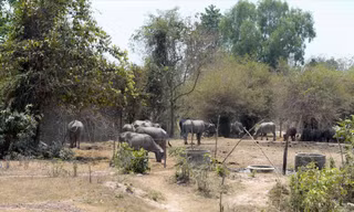 Dự án Thảo Cầm viên Sài Gòn (Safari) thu hồi đất hơn 15 năm qua nhưng bỏ hoang, trong khi hàng trăm hộ nông dân bị giải tỏa không có đất sản xuất