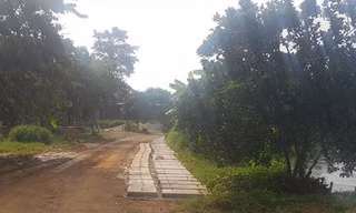 Khu đất được giới thiệu dự án Golden Lake Hòa Lạc (Sơn Tây, Hà Nội) chỉ là nơi đang trồng cây, nuôi cá. Ảnh: Ngọc Mai