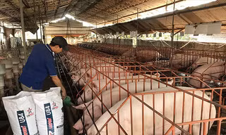 Thủ phủ heo Đồng Nai như “ngồi trên đống lửa” trước dịch tả heo châu Phi 