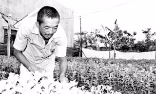 Nông dân mượn đất “treo” để sản xuất