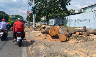 Đốn hàng loạt cổ thụ làm đường kết nối sân bay Tân Sơn Nhất