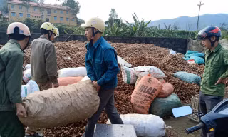 Nghệ vàng Chi Lăng đã góp phần cho người nông dân địa phương thoát nghèo, làm giàu chính đáng -Ảnh: Duy Chiến 