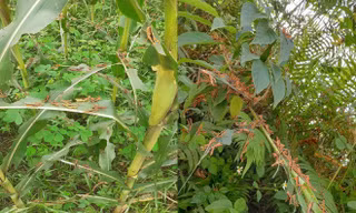 Hoa màu ở Cao Bằng bị châu chấu gây hại.