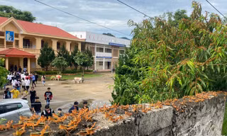 Châu chấu đậu kín cổng trường tiểu học Thiện Hòa, huyện Bình Gia. 