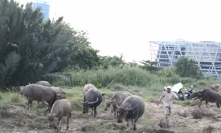 Người đàn ông chăn đàn trâu giữa lòng Sài Gòn