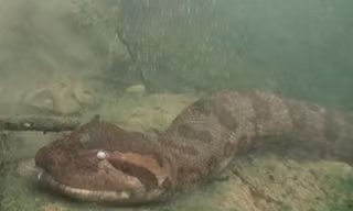 Thợ lặn đối mặt trăn anaconda và cá piranha