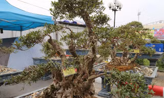 Cây đỗ quyên 400 năm tuổi trả 1 tỷ đồng không bán ở Lào Cai