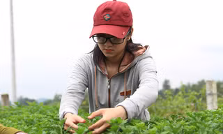 Việc nhẹ lương cao: Ngắt nụ hoa lĩnh tiền triệu mỗi ngày tại Đà Nẵng