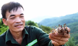 Trùm màn bắt chôm chôm kiếm nửa triệu đồng mỗi ngày