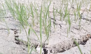 2.200 ha lúa ở Nghệ An sắp chết khô do nắng hạn