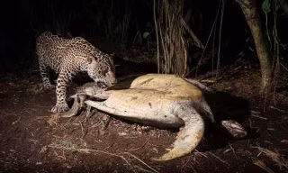 Đôi báo đực xé xác rùa 45 kg trên bãi biển Costa Rica