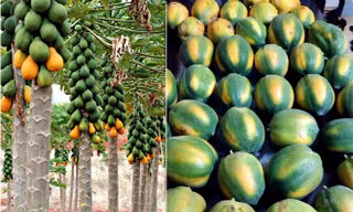 Trồng đu đủ 4 mùa, thu lãi 50 triệu đồng/tháng