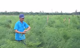 Trồng măng tây thu gần 200 triệu mỗi năm ở An Giang