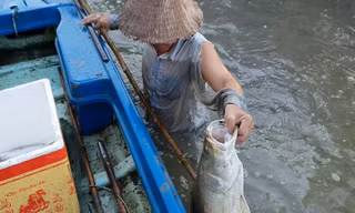 Dùng thuốc thu hoạch cá chẽm ở Cà Mau 