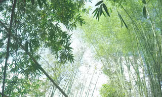 Bảo tàng sinh thái tre 10 ha đầu tiên ở Việt Nam