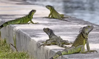 Hàng nghìn con cự đà gây họa cho Florida