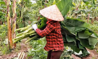 200 triệu đồng/ ha... lá chuối