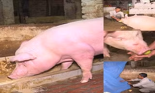 'Ông lợn' được ăn hoa quả, ngủ trong màn để phục vụ lễ hội