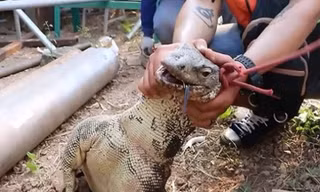 Đôi kỳ đà khổng lồ bị bắt vì giao phối dưới nền nhà máy