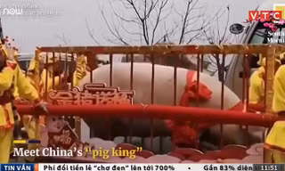 Lợn khổng lồ nặng gần 1 tấn, 24 người khiêng mới xuể