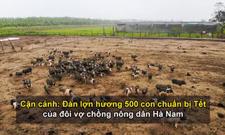 Đàn lợn hương 500 con chuẩn bị Tết của đôi vợ chồng nông dân Hà Nam