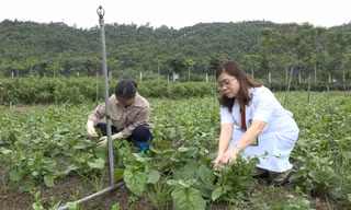 Bệnh viện đầu tư 8 tỷ trồng rau, nuôi lợn phục vụ bệnh nhân