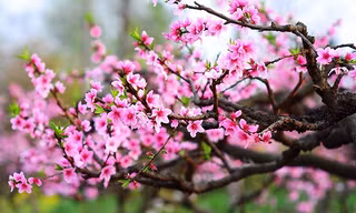 Con đường hoa đào nở đỏ rực ở Hà Nội báo hiệu Tết đã cận kề