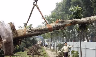 VIDEO: Cận cảnh Hà Nội khai tử gần 500 cây đẹp nhất ven sông Tô Lịch