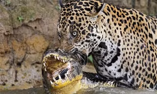 Hung thần Amazon khiến trăn anaconda và cá sấu dè chừng