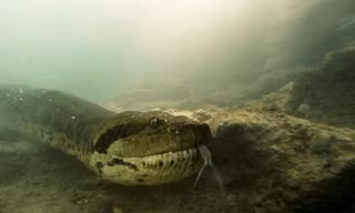 Thợ lặn đụng độ trăn anaconda 7 mét dưới lòng sông