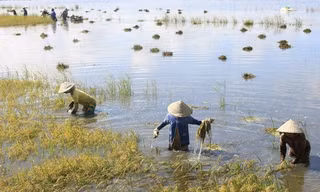 Ảnh minh họa. Nguồn: Internet