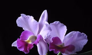 Triệu phú phong lan
