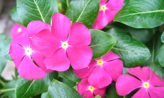  Cây dừa cạn.